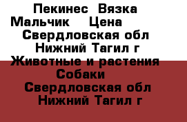 Пекинес. Вязка. (Мальчик) › Цена ­ 5 000 - Свердловская обл., Нижний Тагил г. Животные и растения » Собаки   . Свердловская обл.,Нижний Тагил г.